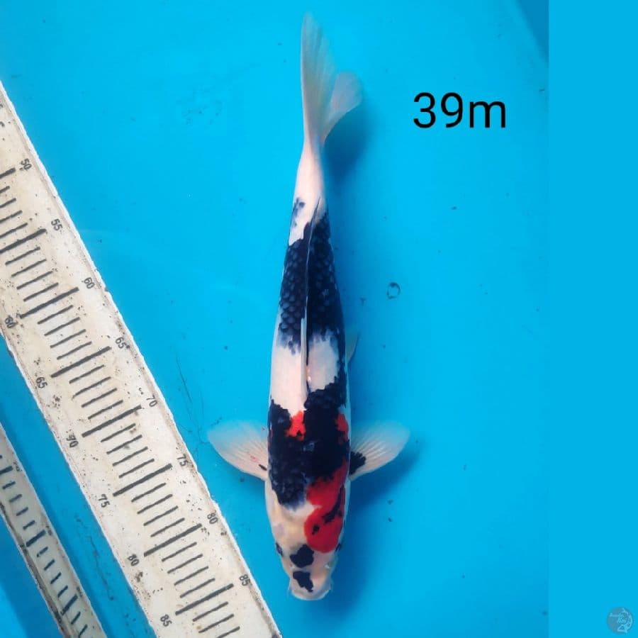 showa, 39cm male