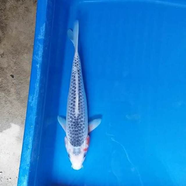 asagi 27cm
