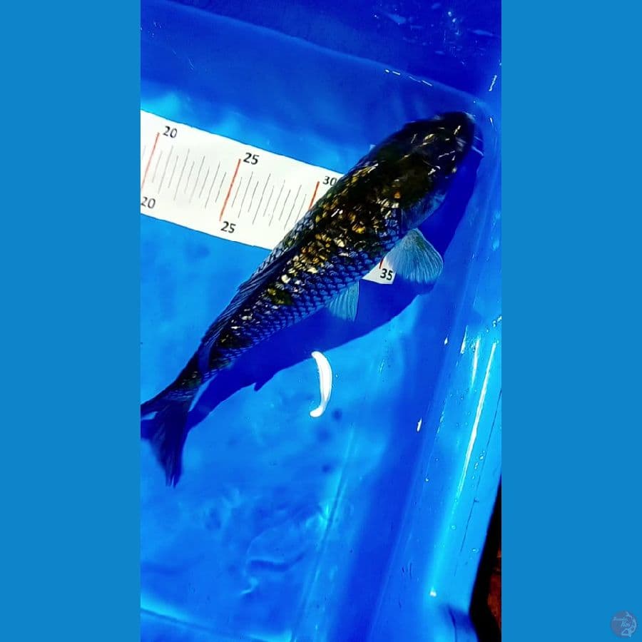 uciba ginrin 27 cm