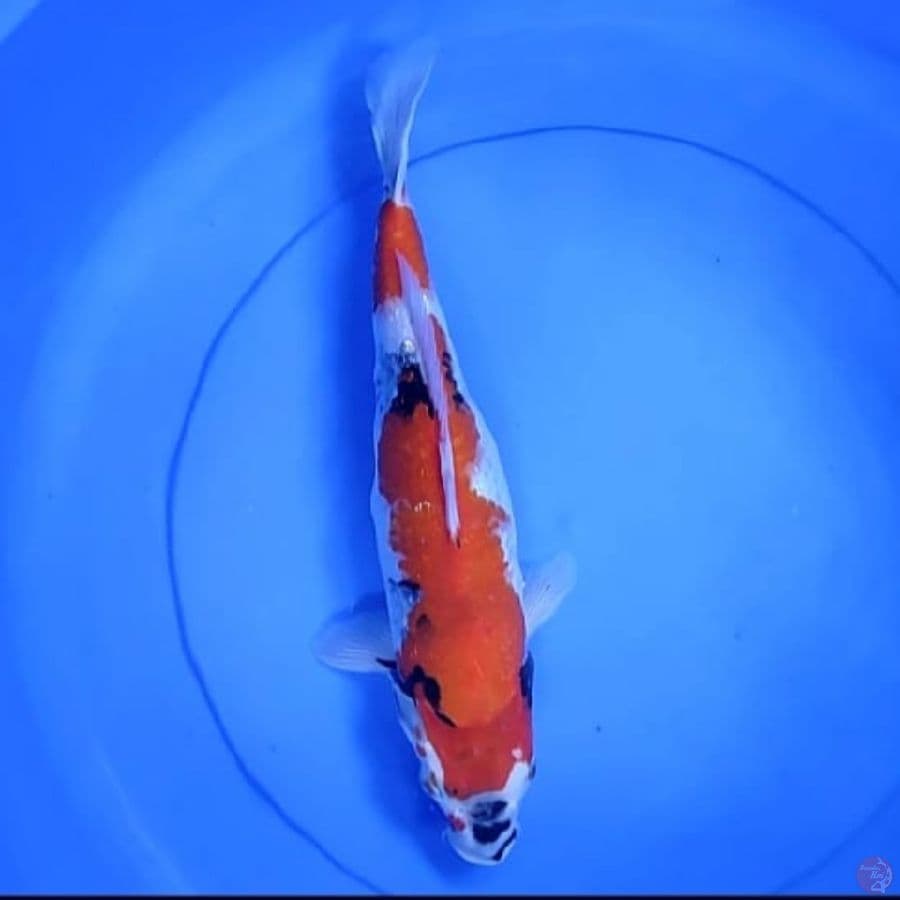 ( 33CM ) SHOWA - FEMALE
