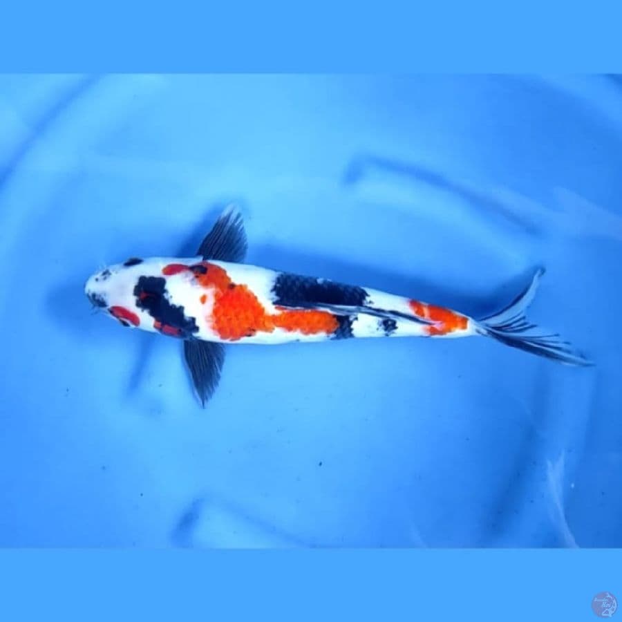 ( 34CM ) KINDAI SHOWA - MALE