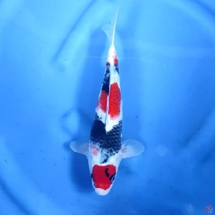 ( 30CM ) MARUTEN SHOWA - MALE