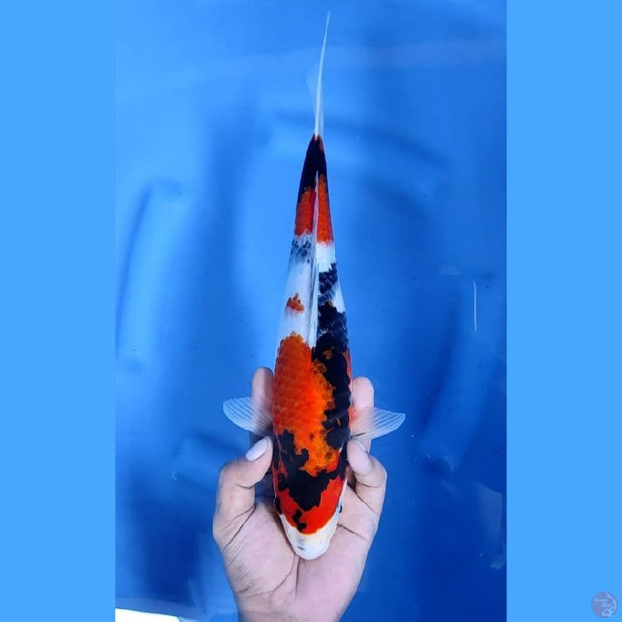 ( 32CM ) SHOWA - FEMALE