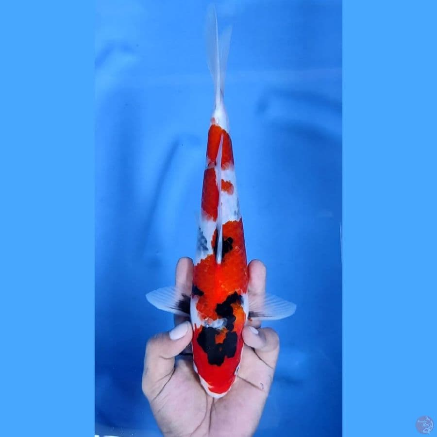 ( 29CM ) SHOWA TATEGOI - MALE
