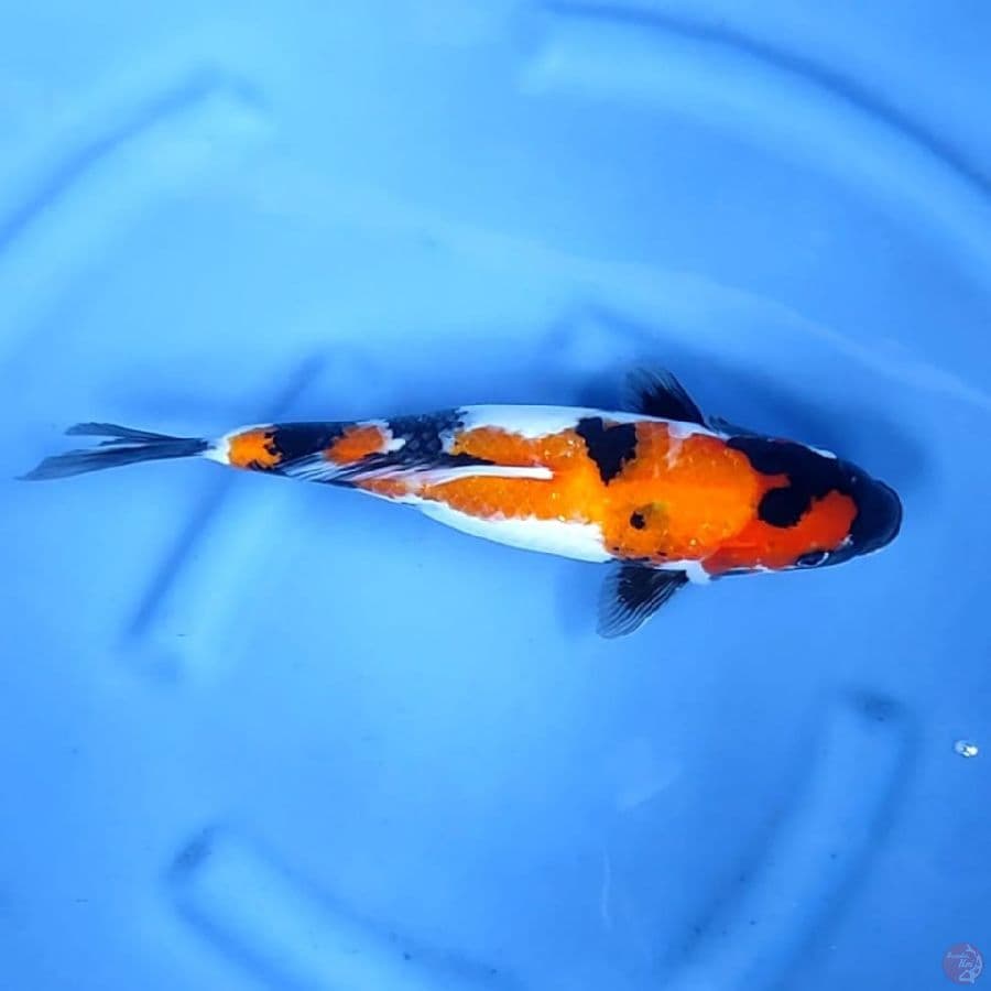 ( 35CM ) SHOWA - FEMALE