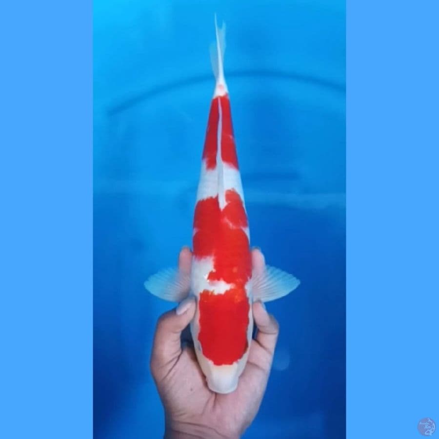 ( 37CM ) KOHAKU MANTAP - MALE