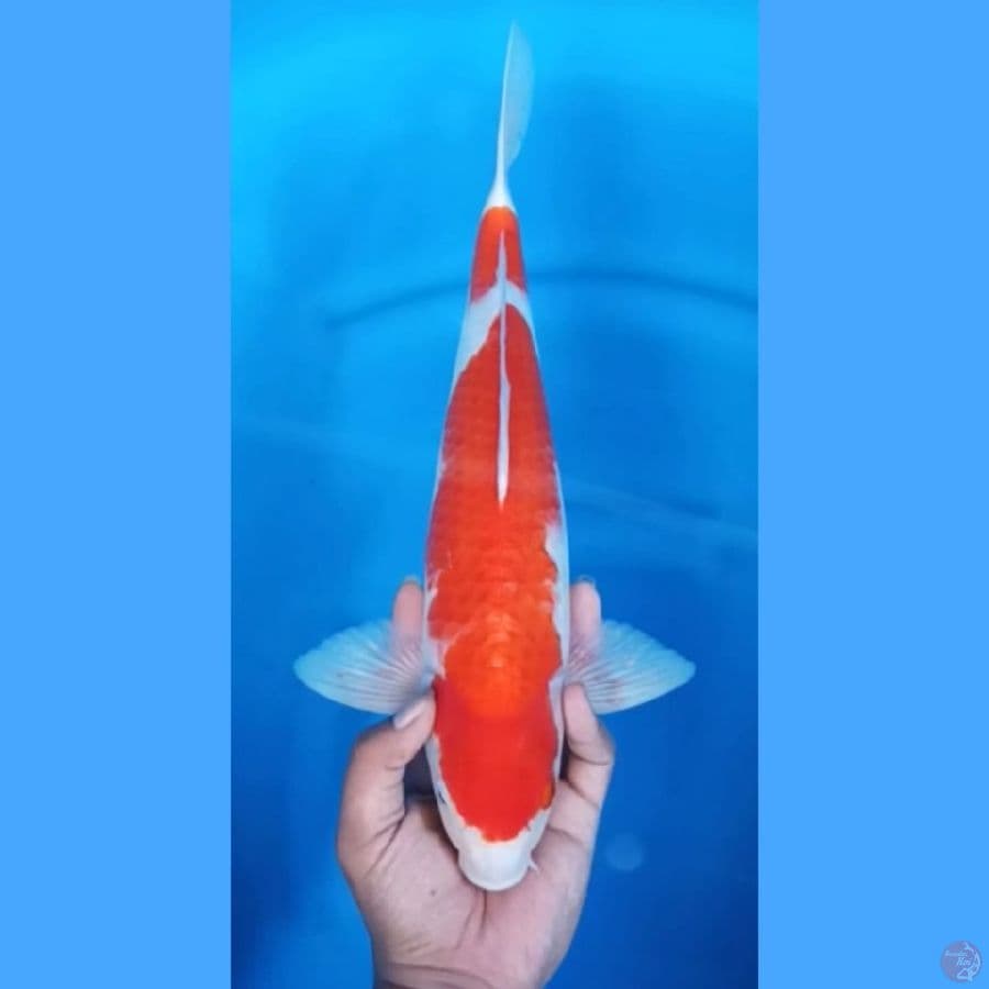 ( 40CM ) KOHAKU - MALE