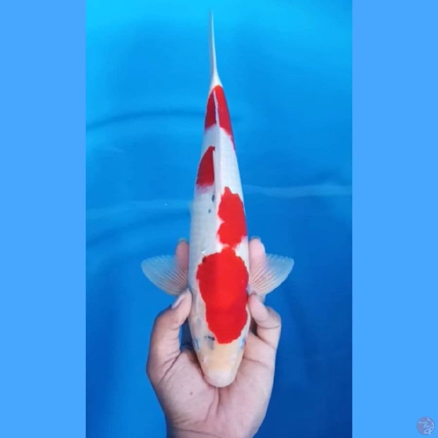 ( 36CM ) ORIGINAL MANTAP - MALE