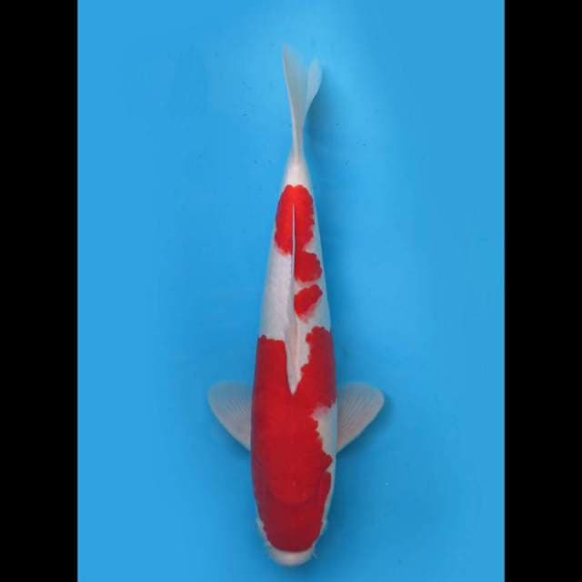 40cm M, F1 Red Kohaku Jumbo Bersih