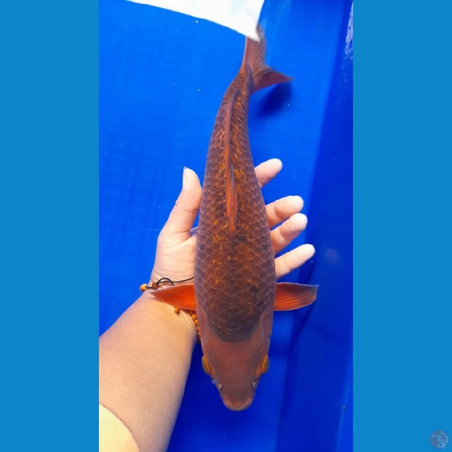 caramel 30cm