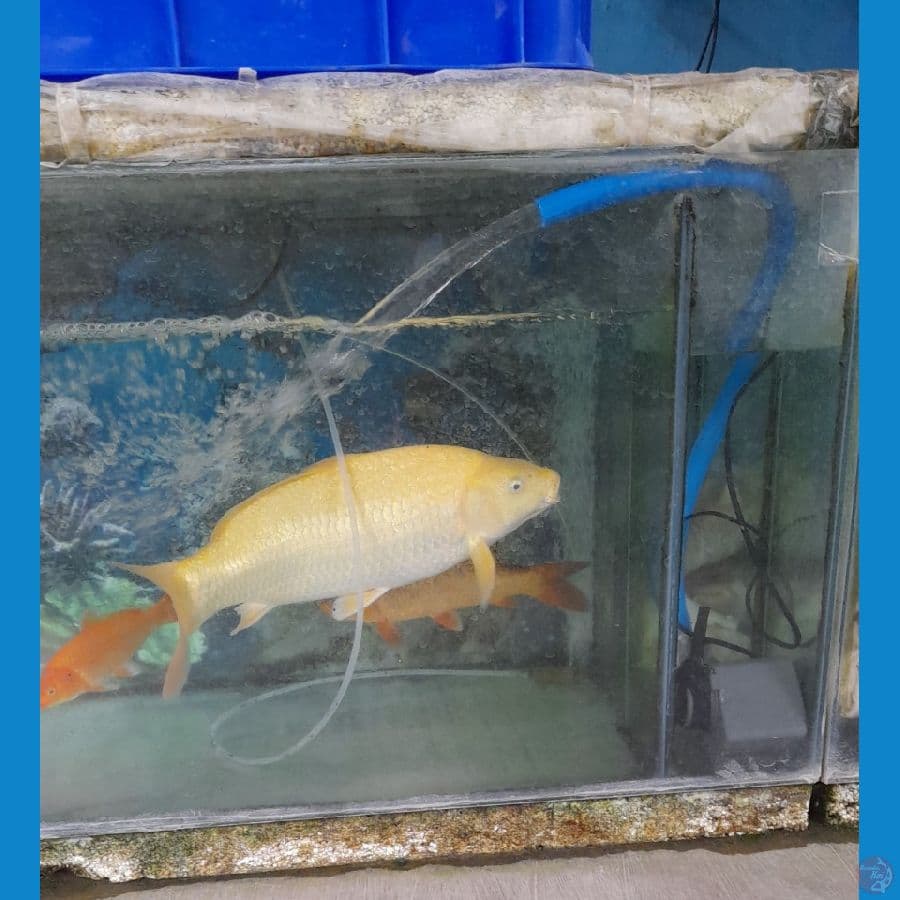 karasi gindrin body lebar 45cm