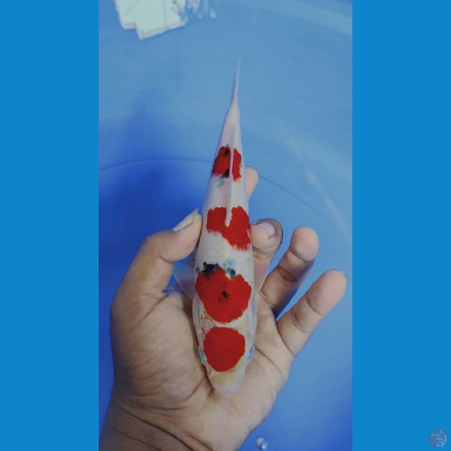 maruten sanke 25cm