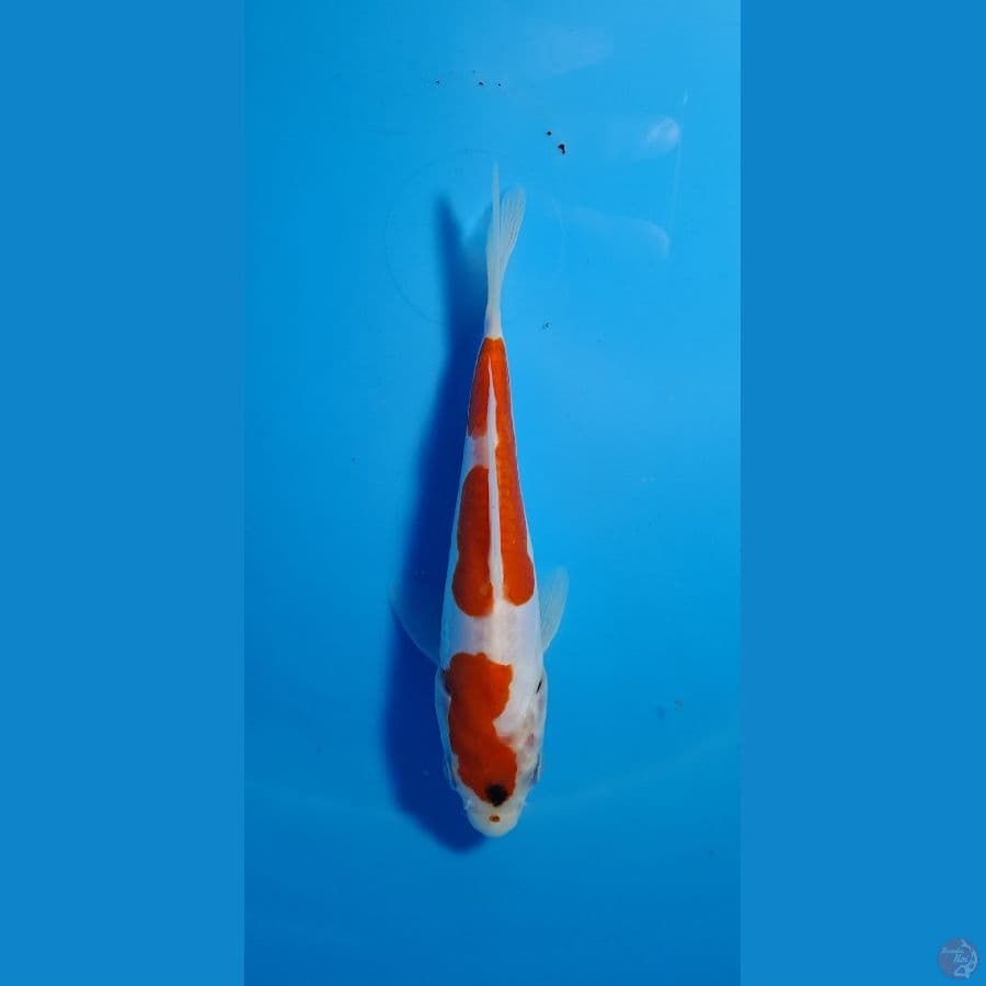 Sanke Doitsu 15cm
