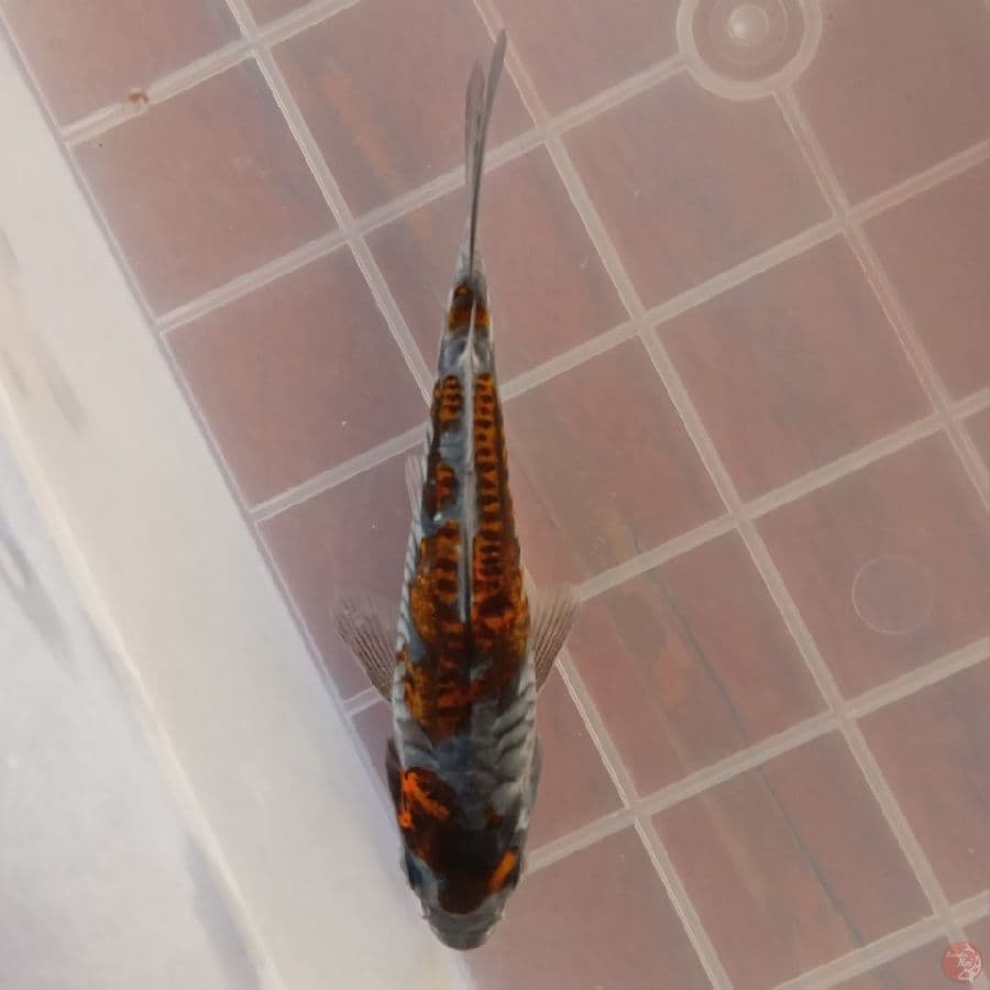 KIKOKURYU ARAGOKE ANTIK 13CM