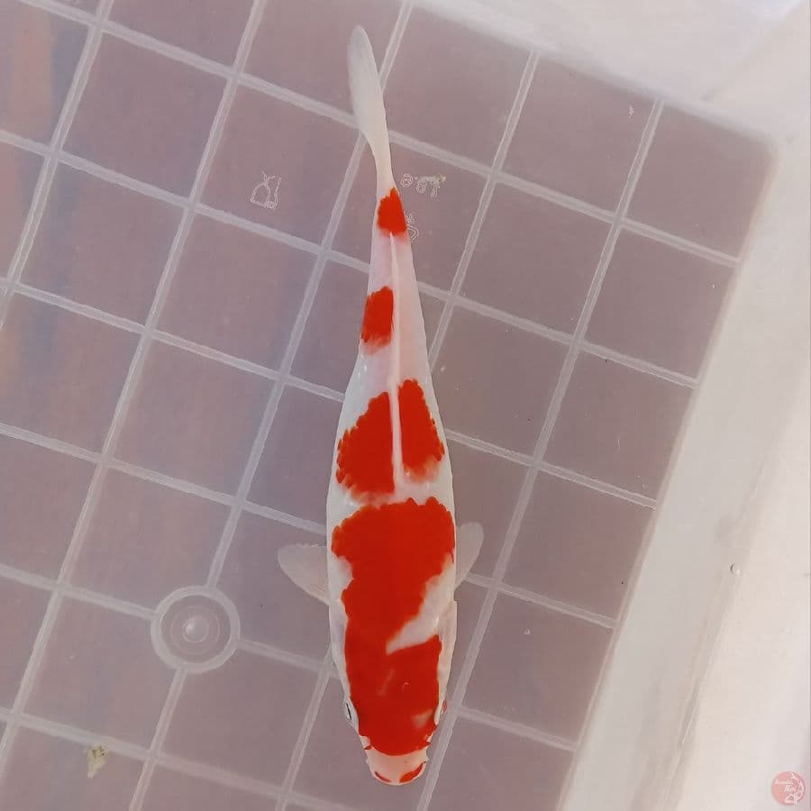 KOHAKU MINI 17CM