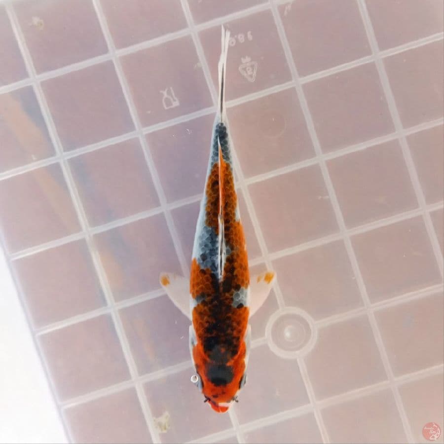 GOSHIKI 17CM