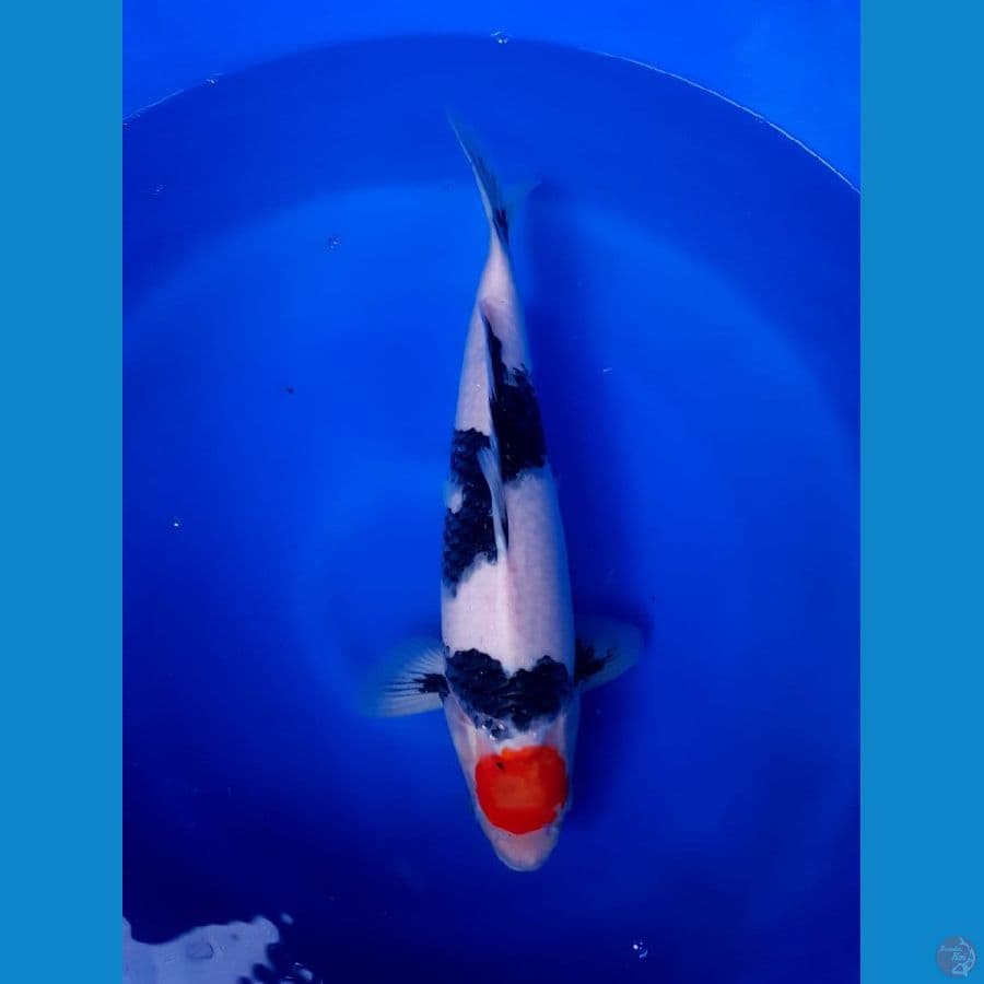 Tancho showa male 47cm original good skin