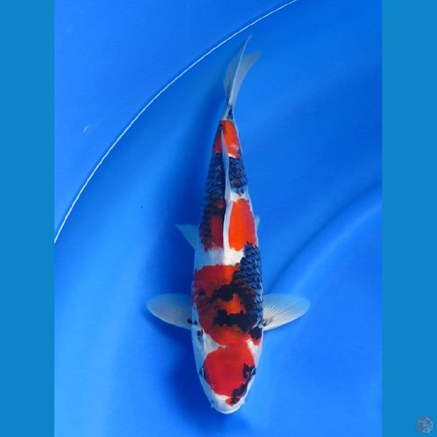 35cm , F1 Showa