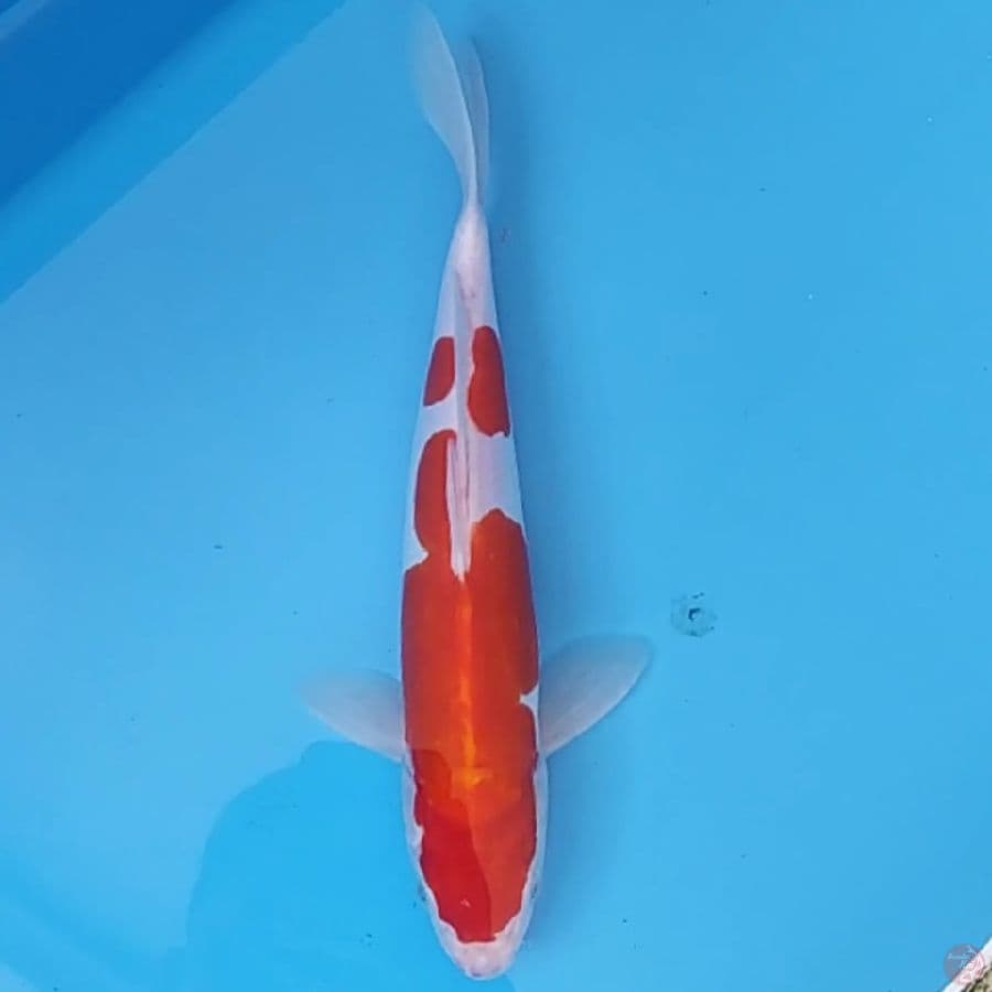 Kohaku Doit Murni ~29 M
