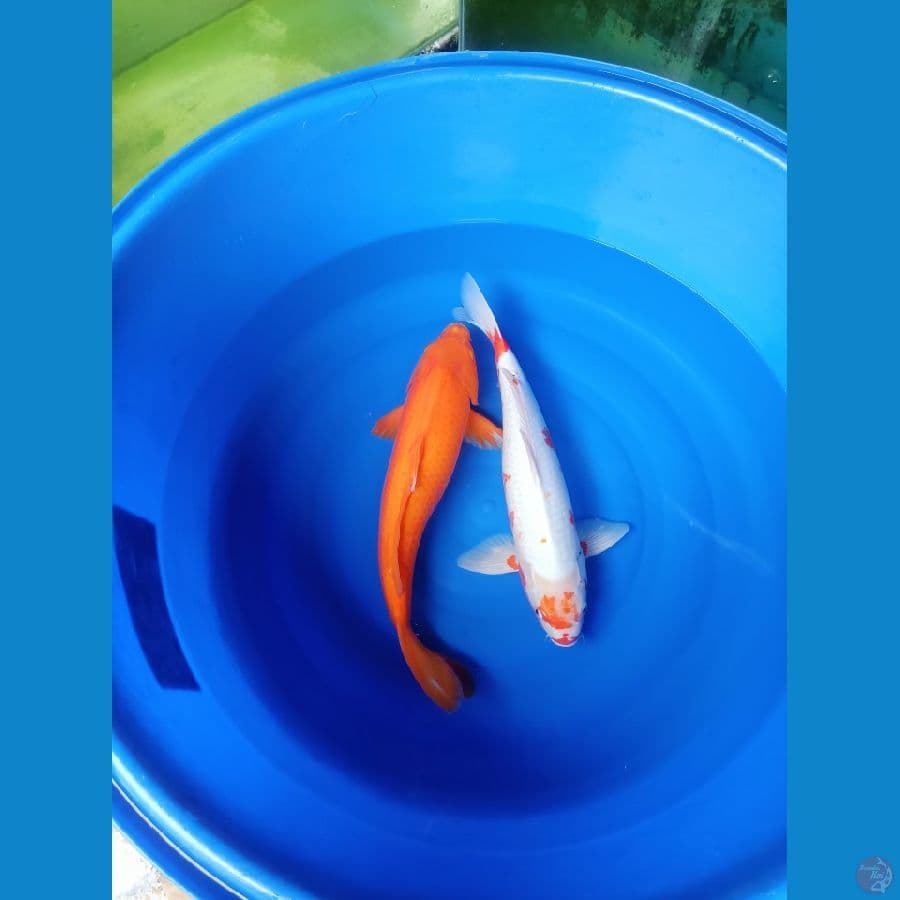 2 ekor karasi x yuki asagi 50 cm