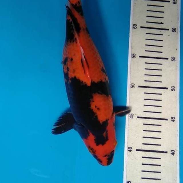 Hi utsuri