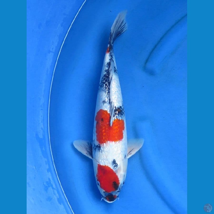 42cm , F1 Showa Ginrin