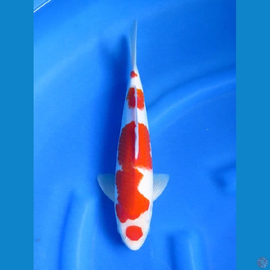 32cm F1 Kohaku