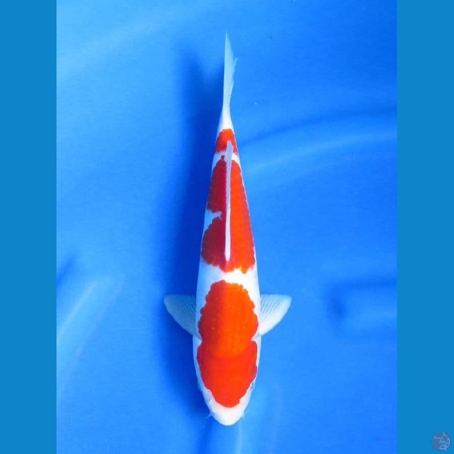 29cm , F1 Kohaku