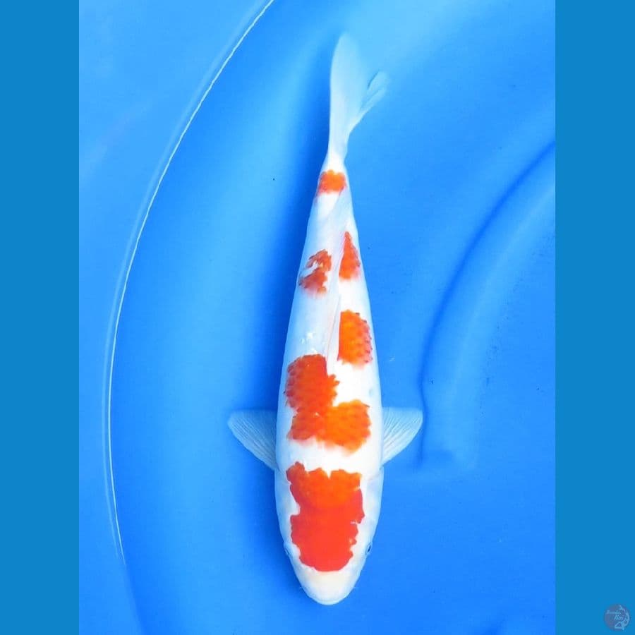 39cm , F1 Kohaku