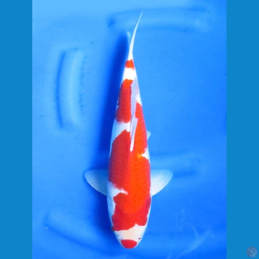 39cm , F1 Kohaku