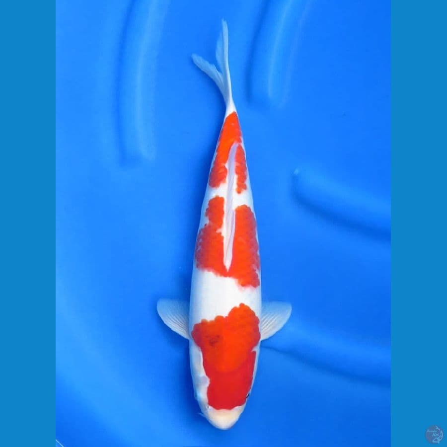 39cm , F1 Kohaku