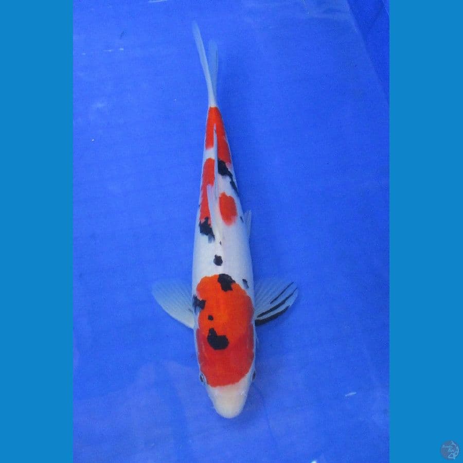 showa sanke ±34cm