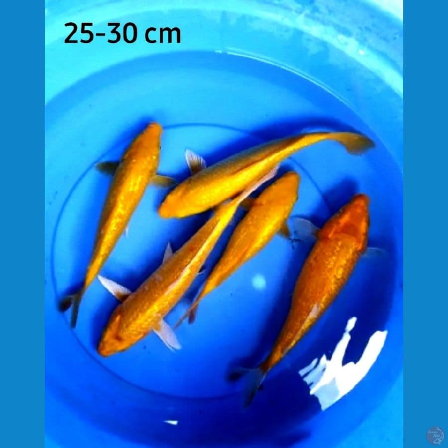 Karashi full ginrin bakat punuk 25-30 cm