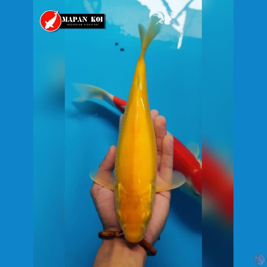 MAPAN KOI - YELLOW KARASI 30 CM - FM