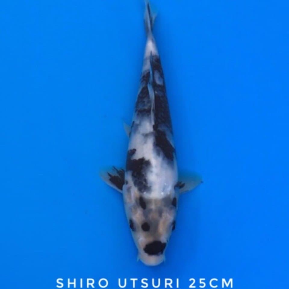 shiro utsuri