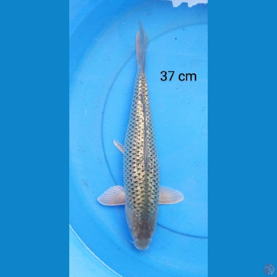 soragoi ginrin bulky 37 cm