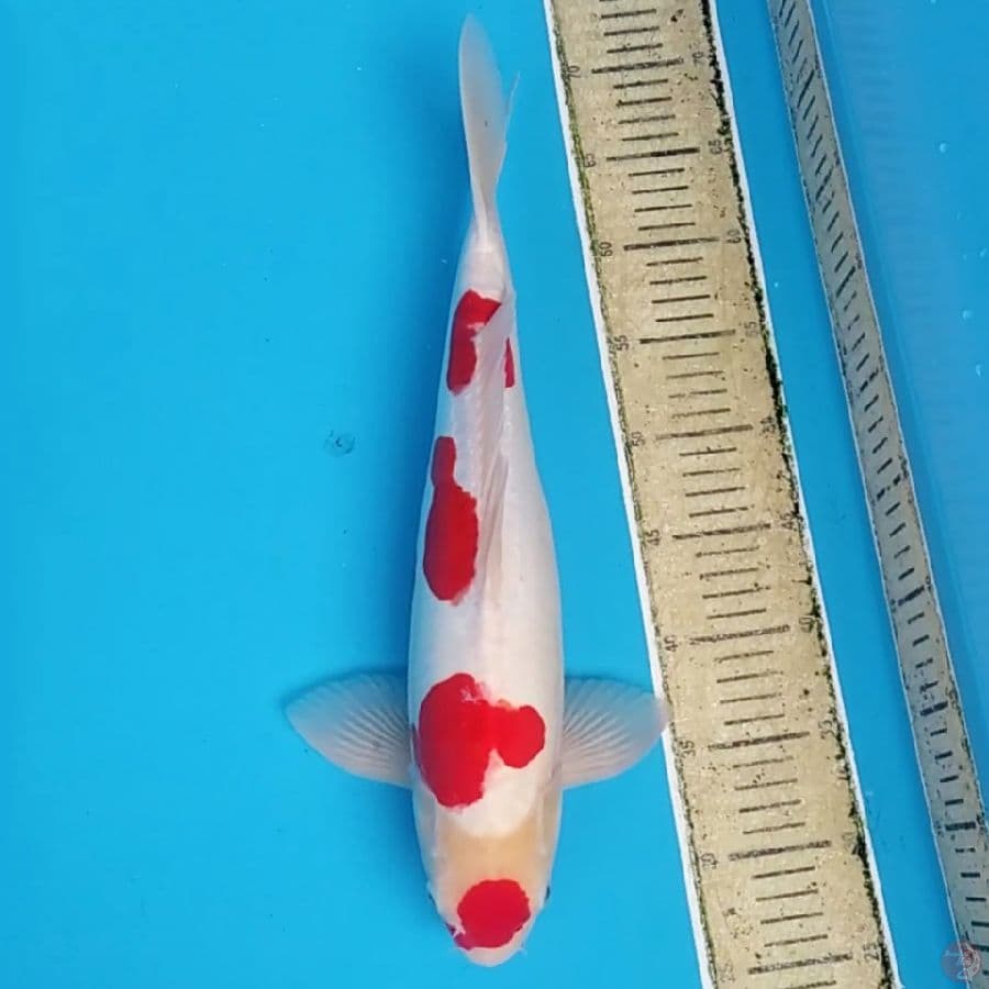 Maruten Kohaku Doit Ori ~42 M