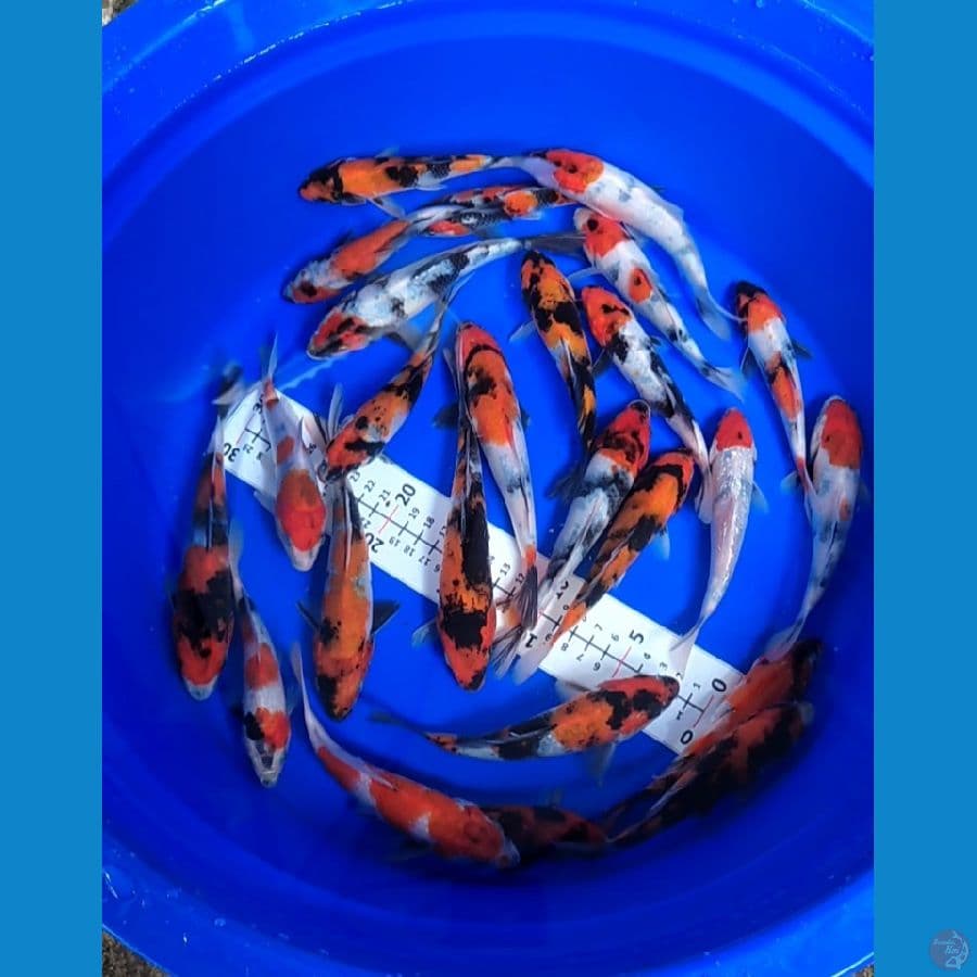 Showa 15-20cm 25 ekor