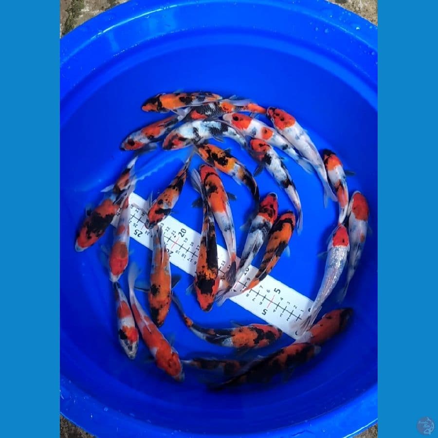 Showa 15-20cm 25 ekor