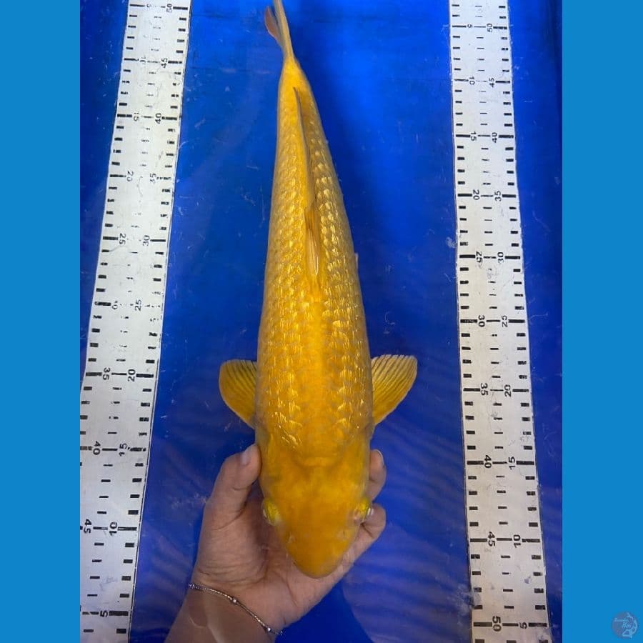 karasi ginrin 43 punuk