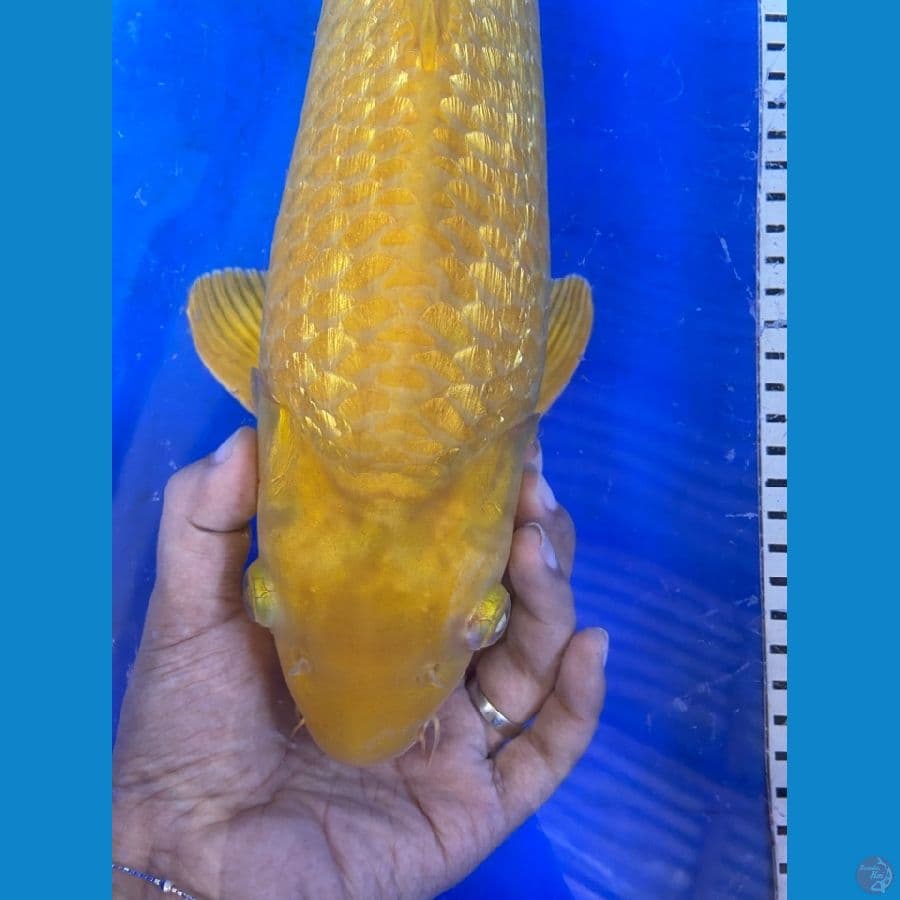 karasi ginrin 43 punuk