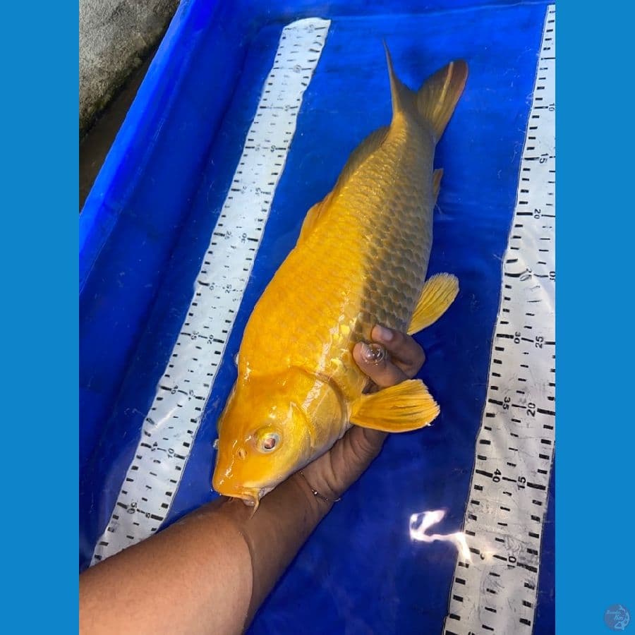 karasi ginrin 43 punuk