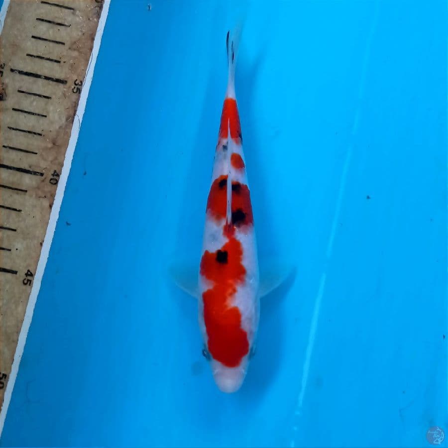 sanke, 18 cm
