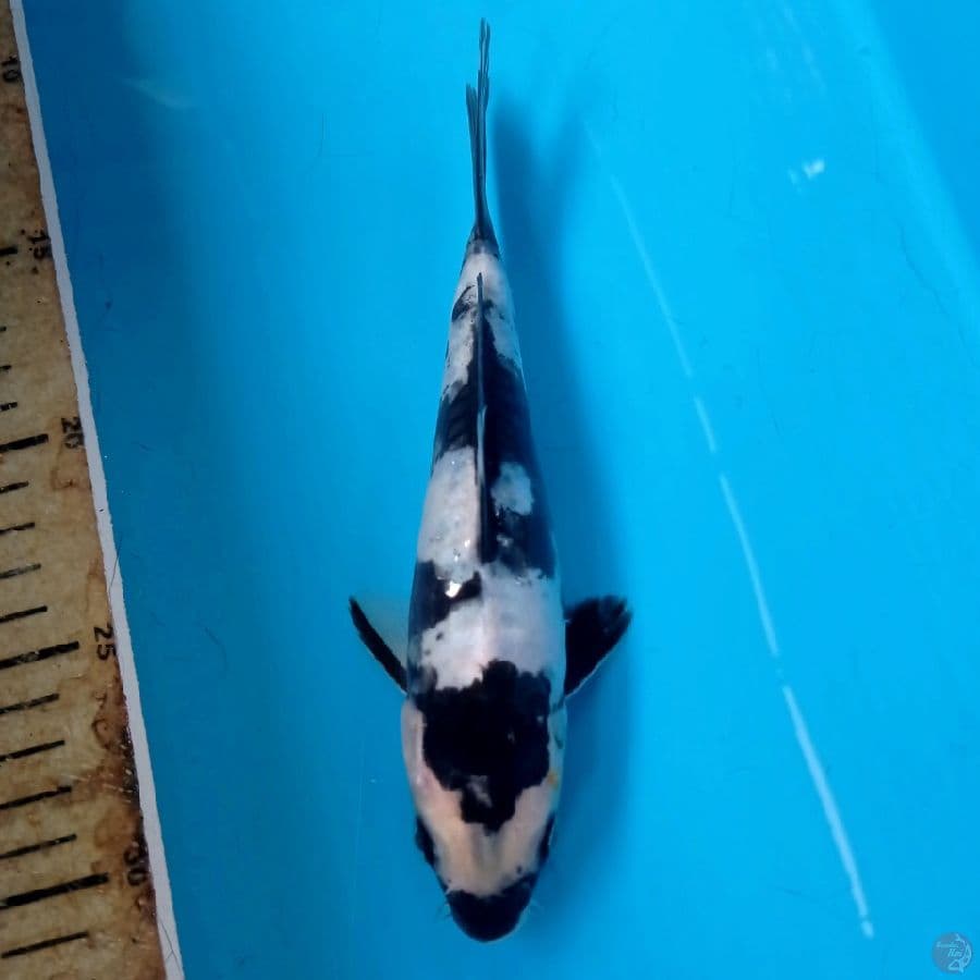 shiro doitsu, 19 cm