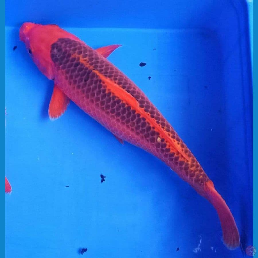 Akamatsuba merah 40up