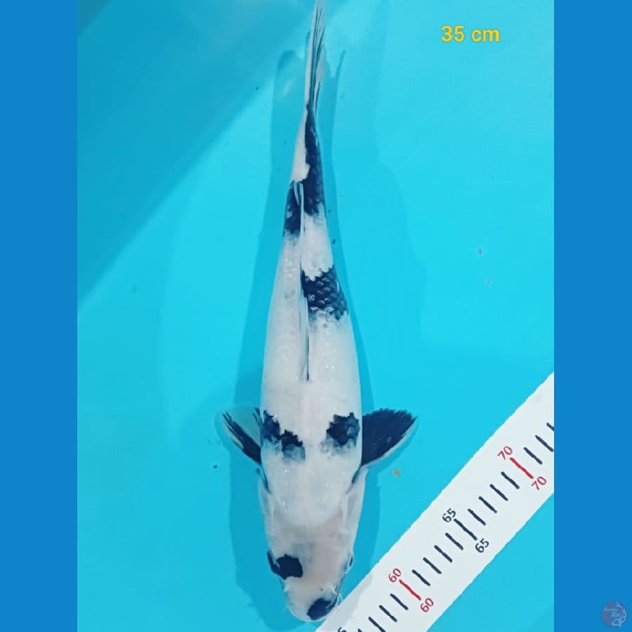 Shiro fm 35 cm