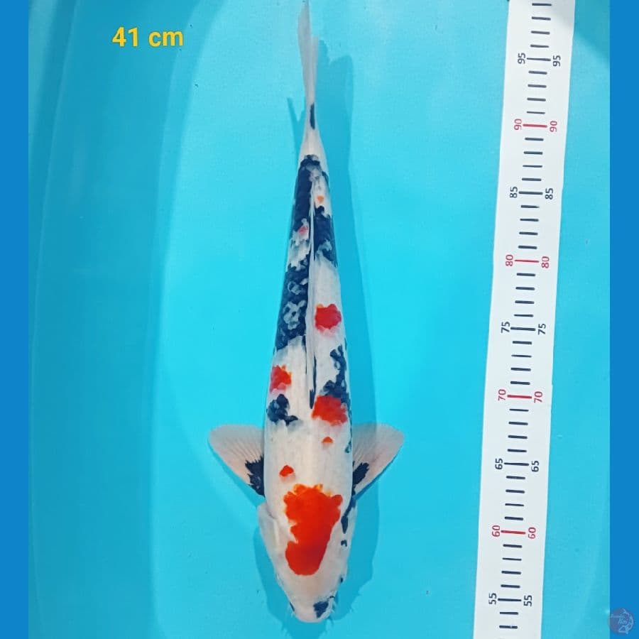 kindai showa male 41 cm