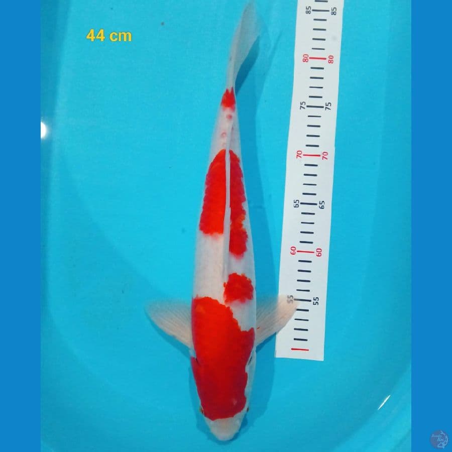 kohaku male 44 cm