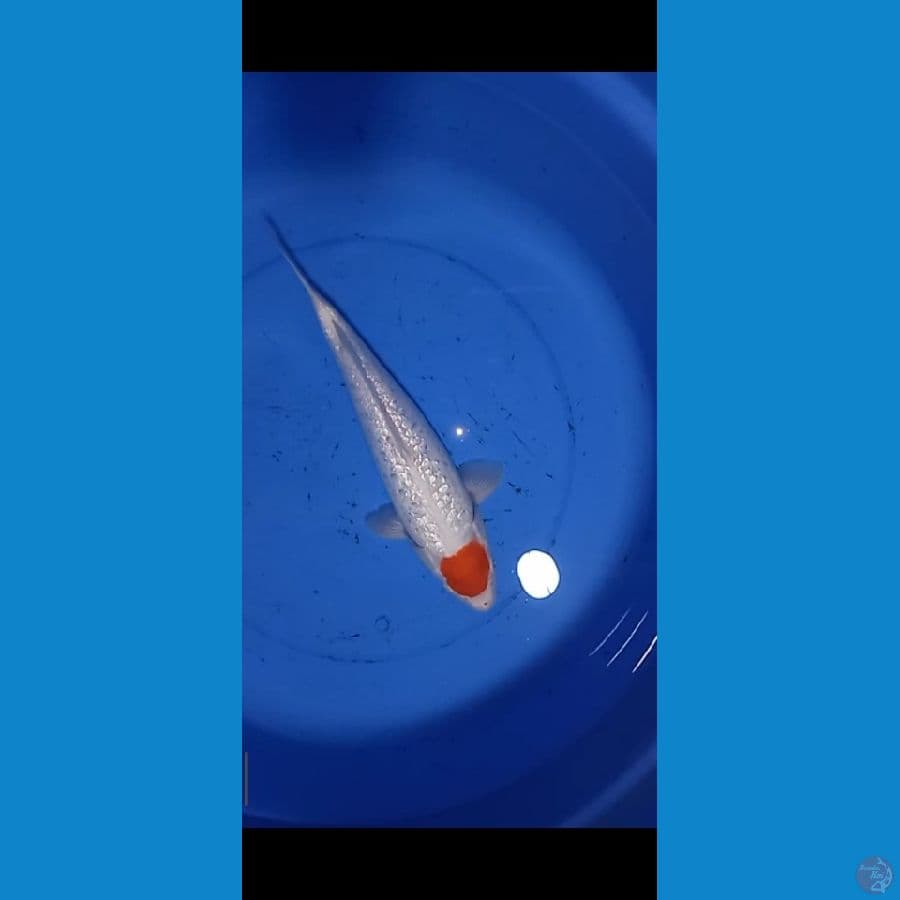 tanco kohaku 40cm