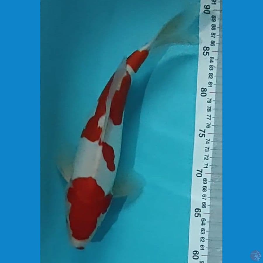 KOHAKU DOITSU MURNI 31CM
